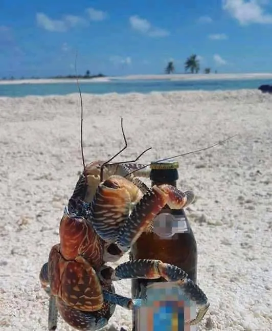 Bed & Breakfast B & Bee Wild Island Fare French Polynesia